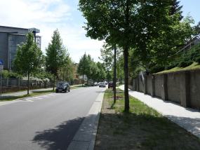 Baumreihe Strassenrand Baumreihe Strassenrand