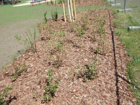 Abdeckung mit Rindenmulch Abdeckung mit Rindenmulch