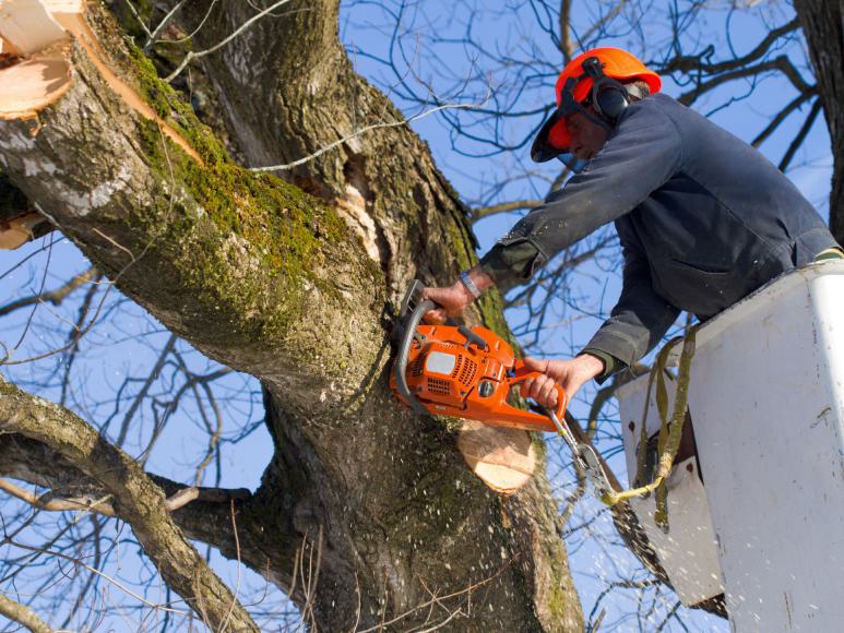 Arbeiter beschneidet Baum