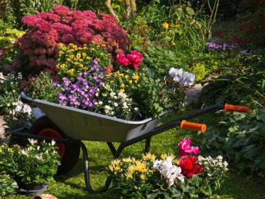 Blumen in einer Schubkarre