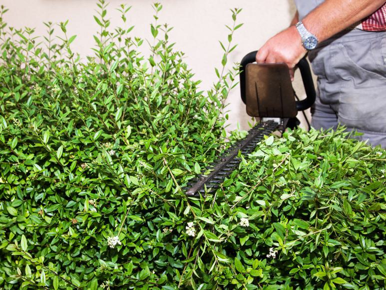 Heckenschnitt Heckenschnitt